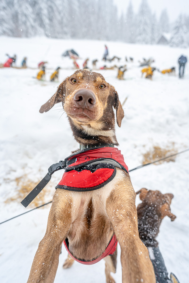 Pes mushing