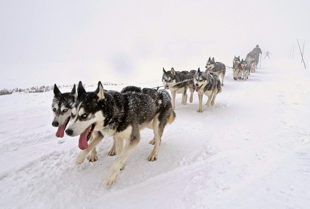 Mushing Ledová jízda