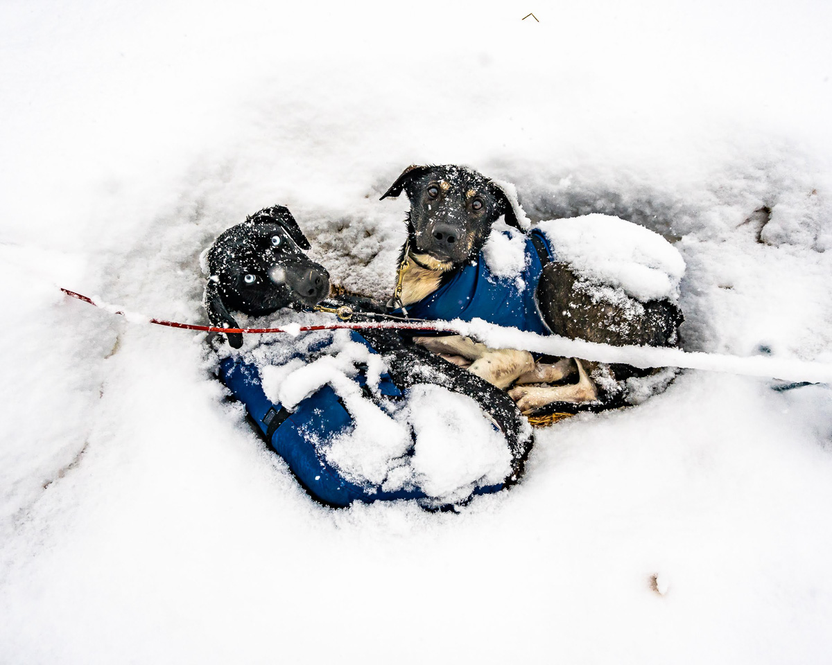 Mushing Ledová jízda psi