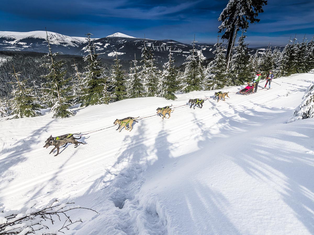 Mushing in Czech